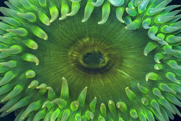 USA, Washington Close-up of sea anemone